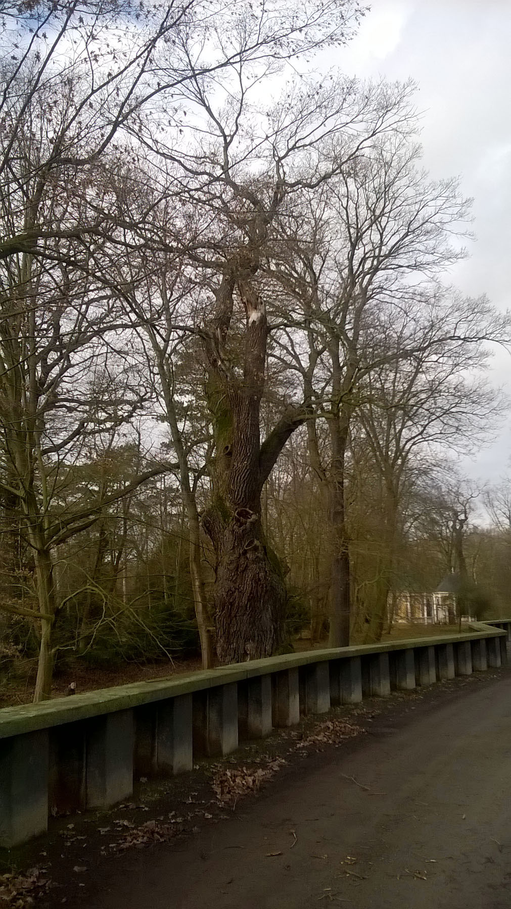 Eiche im Luisium bei Waldersee Monumentale Eichen von Rainer Lippert