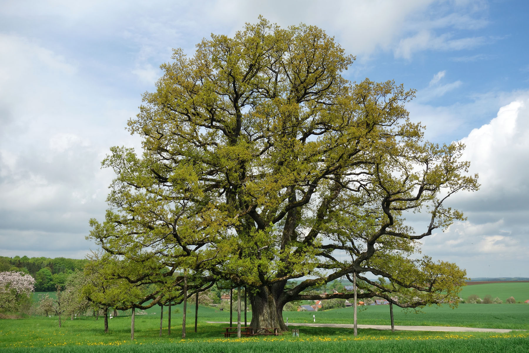 Lenzeiche bei Sichertshausen - Monumentale Eichen von Rainer Lippert