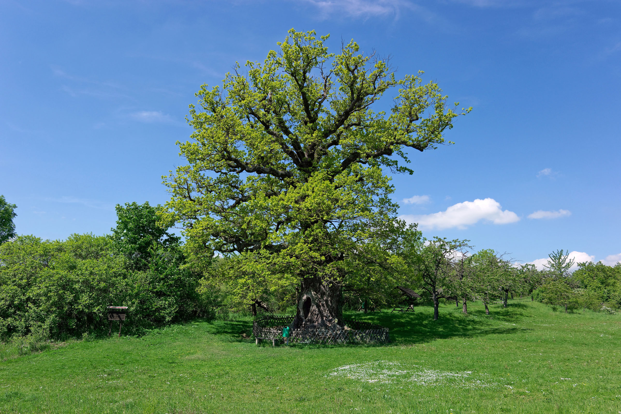 hauptseite-monumentale-eichen-von-rainer-lippert