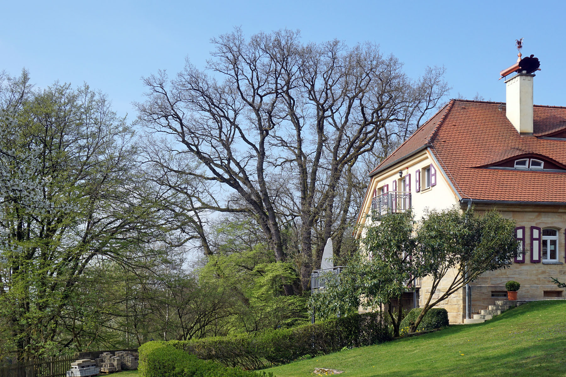Eiche Bei Schloss Nagel Monumentale Eichen Von Rainer Lippert