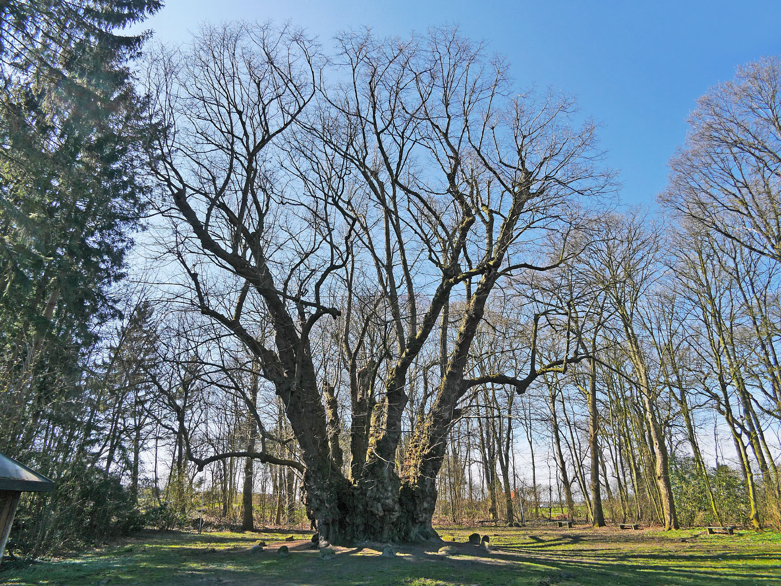 Riesenlinde in Heede Monumentale Eichen von Rainer Lippert
