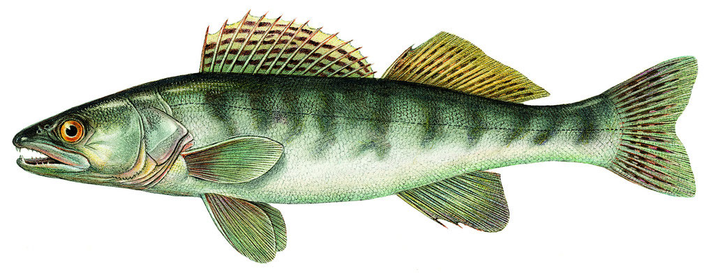 Zander oder Hecht Fakten zur Bewirtschaftung fischzuchtrieggers