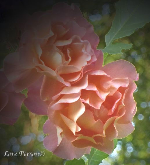 Postkarten App Fur Weihnachts Postkarten Schnabel Auf