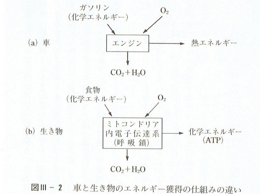 活性酸素と疲労