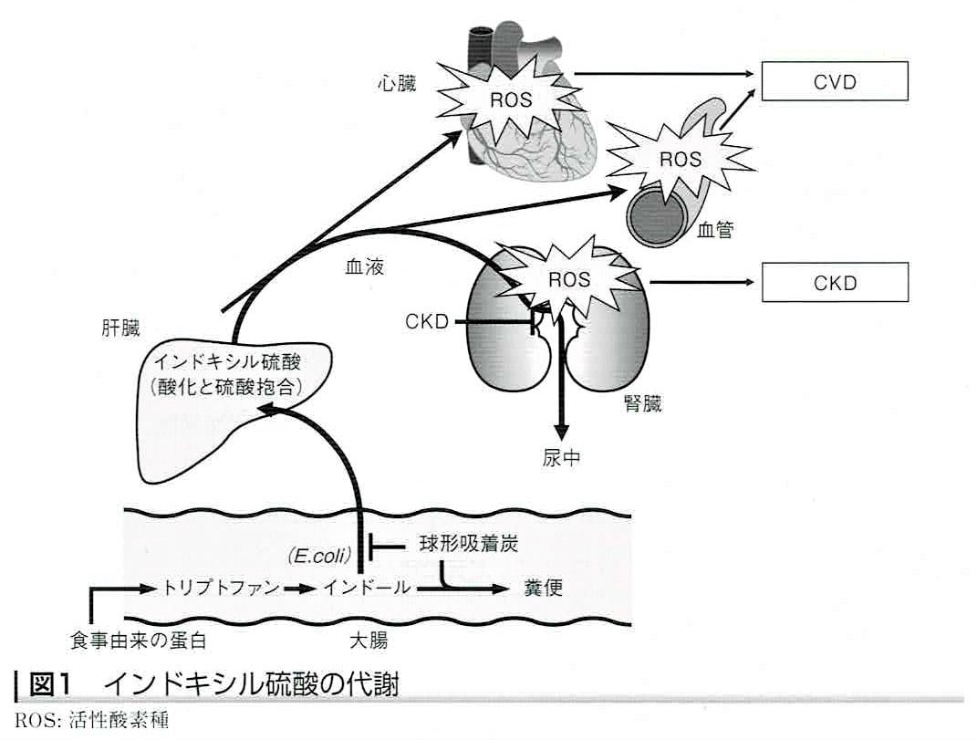 クレメジン®（慢性腎臓病の薬）2