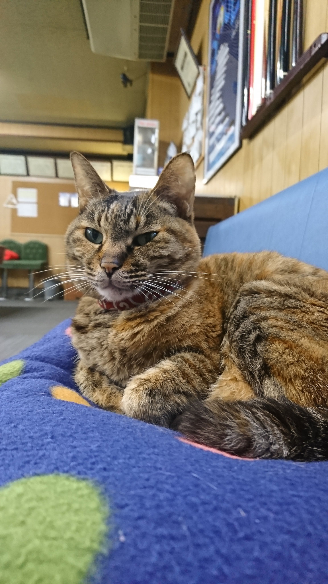 bd 追悼写真特集 ありがとう ビリヤード場 ヤング の看板猫 ねこまちさん ビリヤードデイズ