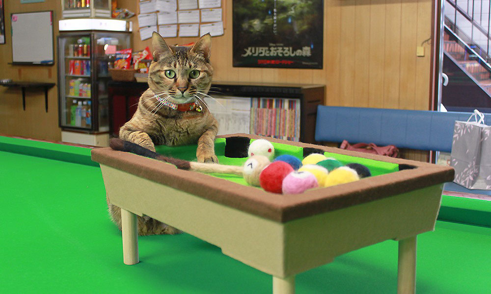 ビリヤードデイズ
