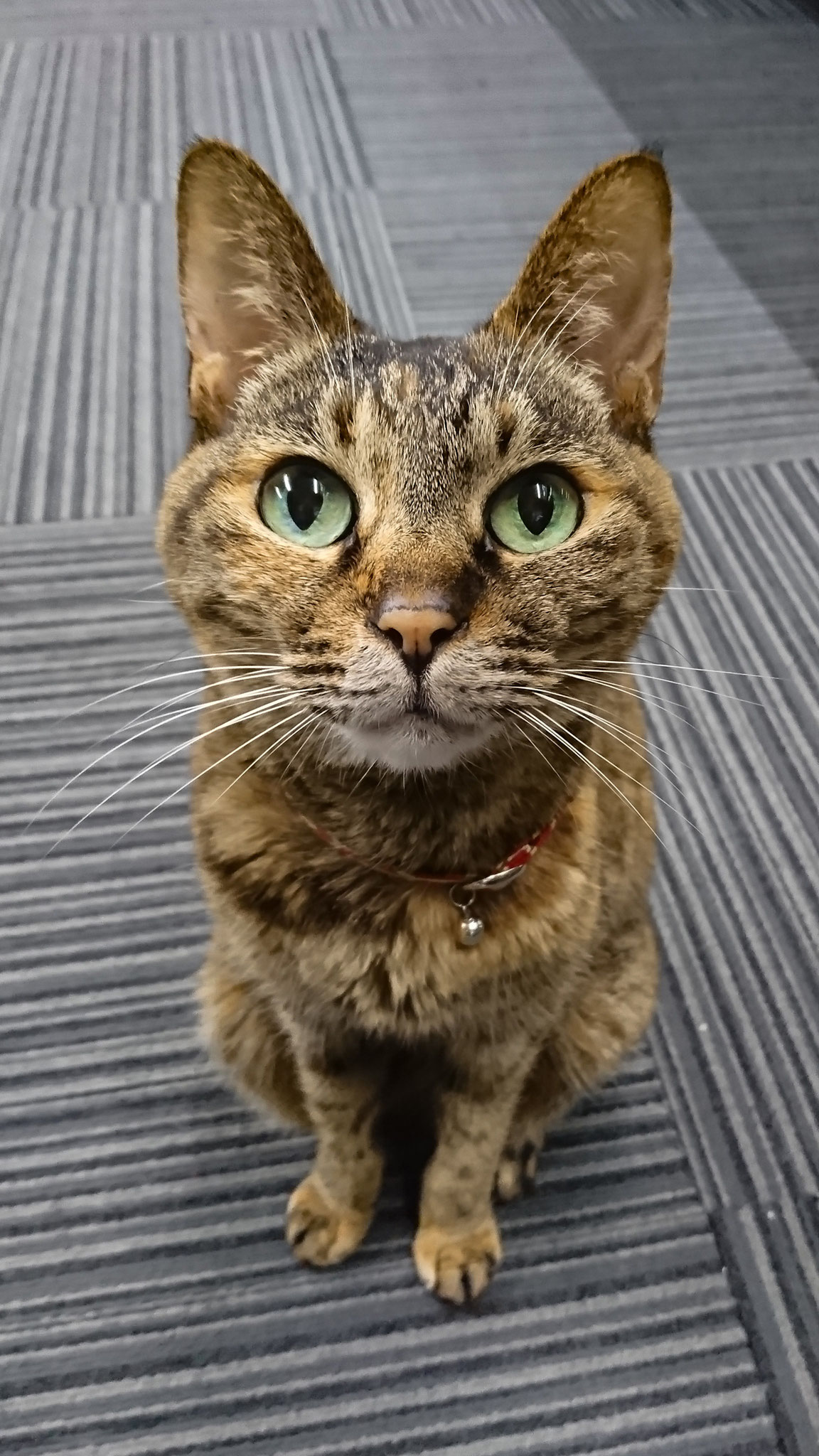 bd 追悼写真特集 ありがとう ビリヤード場 ヤング の看板猫 ねこまちさん ビリヤードデイズ