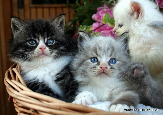 Casa A Prova Di Micio Murmurs Allevamento Di Gatto Siberiano