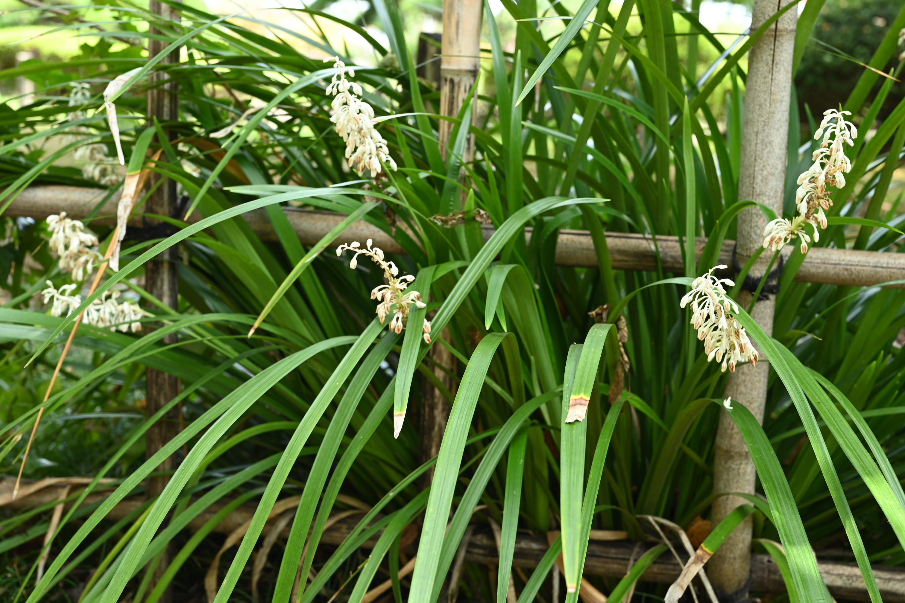 ノシラン のしらん 熨斗蘭 庭木図鑑 植木ペディア ノシラン のしらん 熨斗蘭 庭木図鑑 植木ペディア