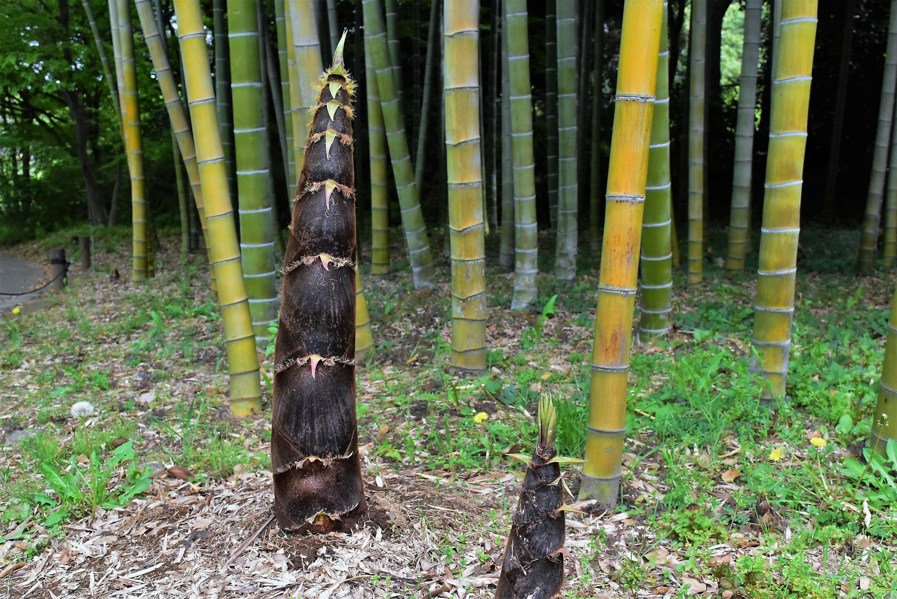 孟宗竹の置物（緑） 宇宙への幻想2 【公式通販】