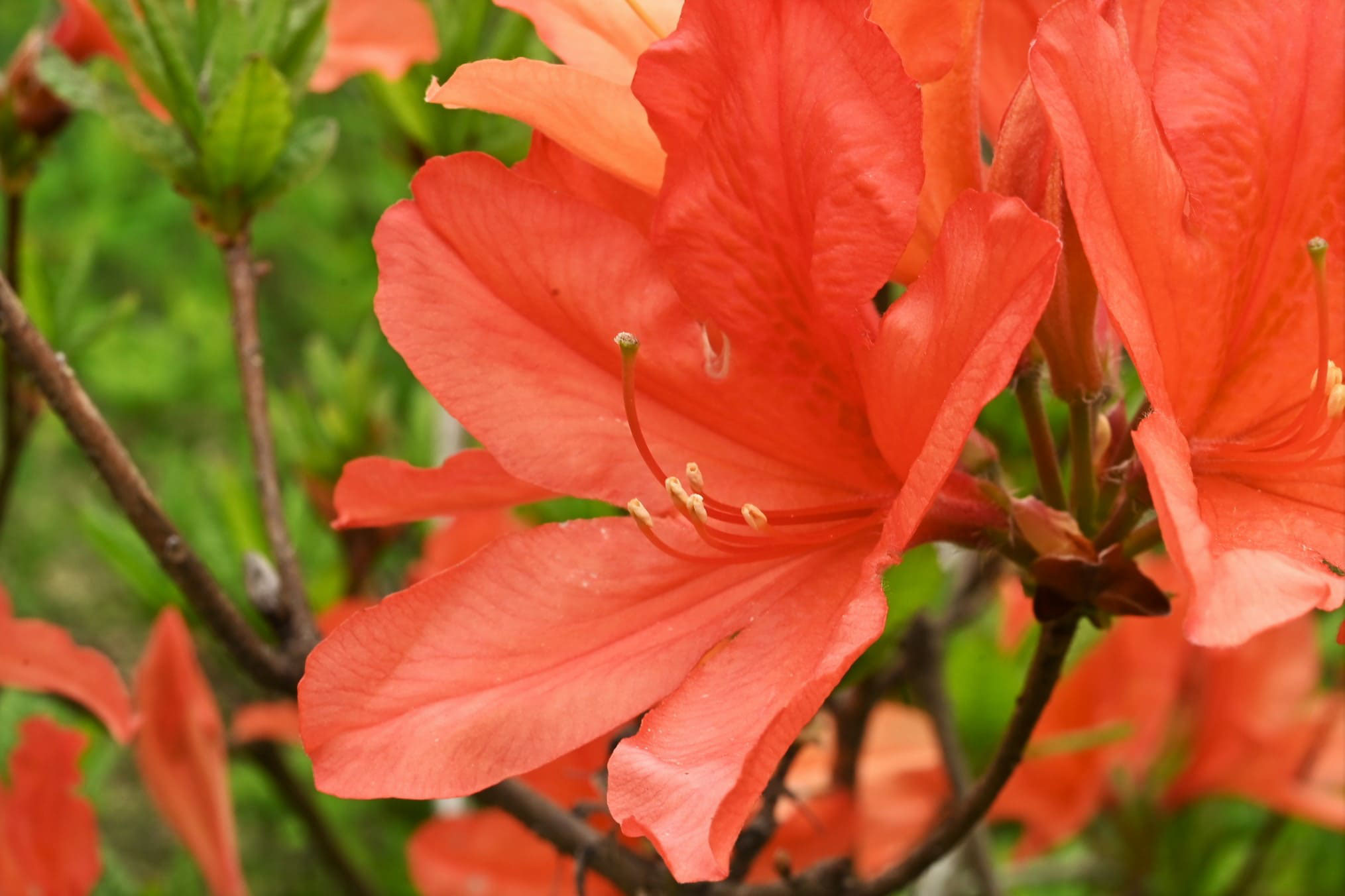 レンゲツツジ れんげつつじ 蓮華躑躅 庭木図鑑 植木ペディア