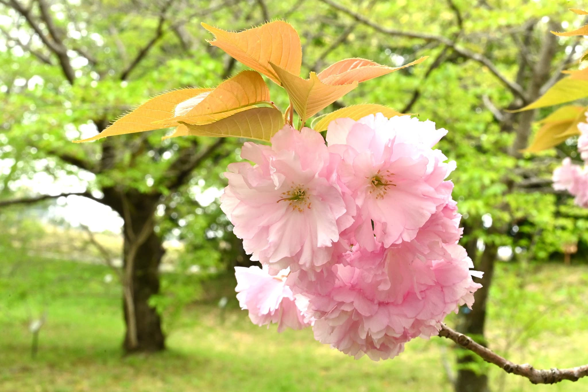 カンザン（関山） - 庭木図鑑 植木ペディア