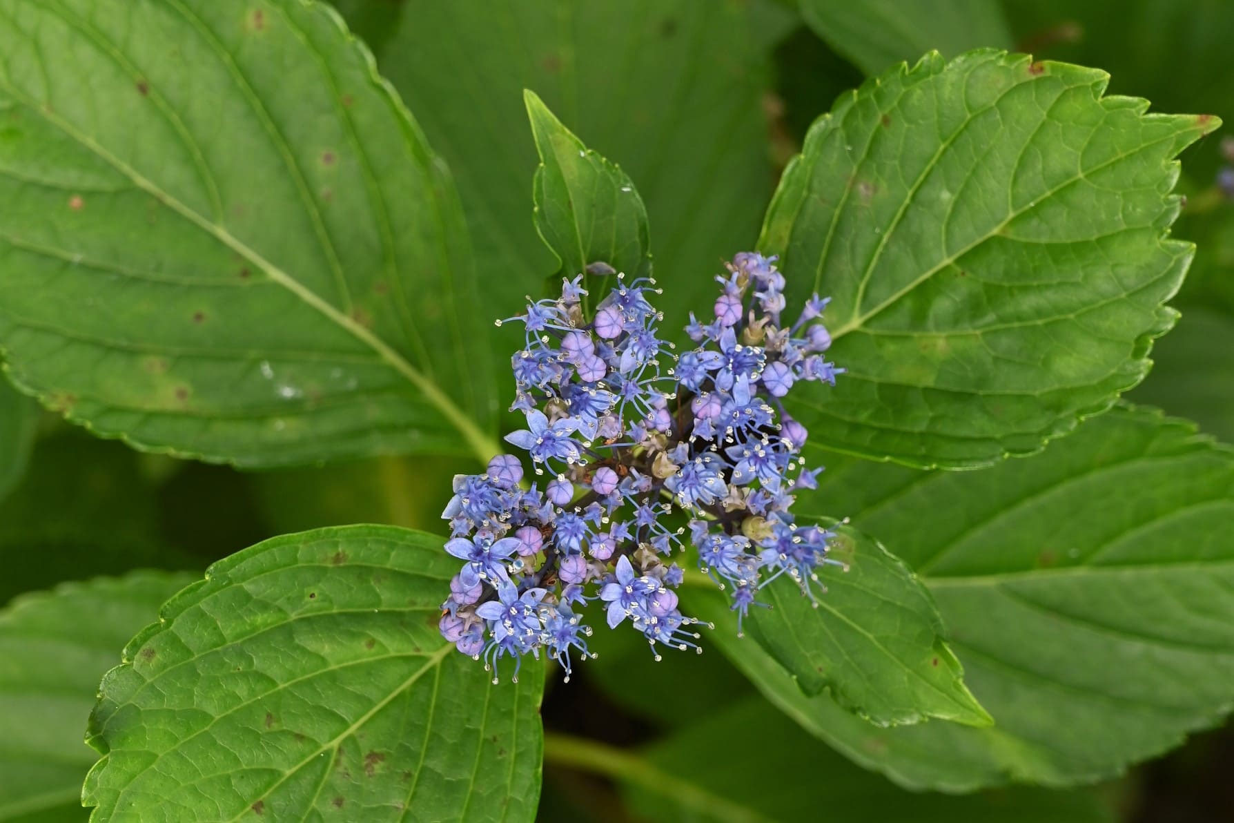 ガクアジサイ 庭木図鑑 植木ペディア ガクアジサイ 庭木図鑑 植木ペディア