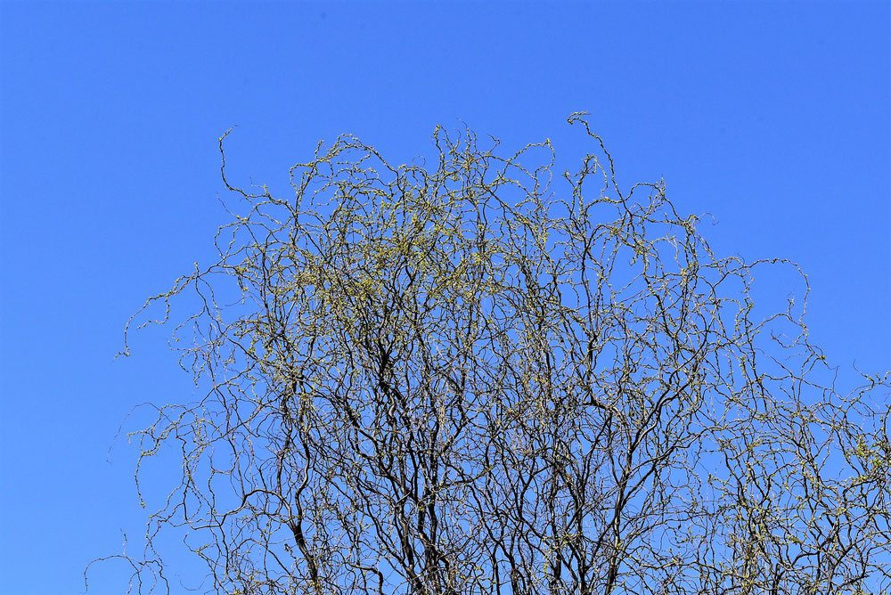 ウンリュウヤナギ - 庭木図鑑 植木ペディア