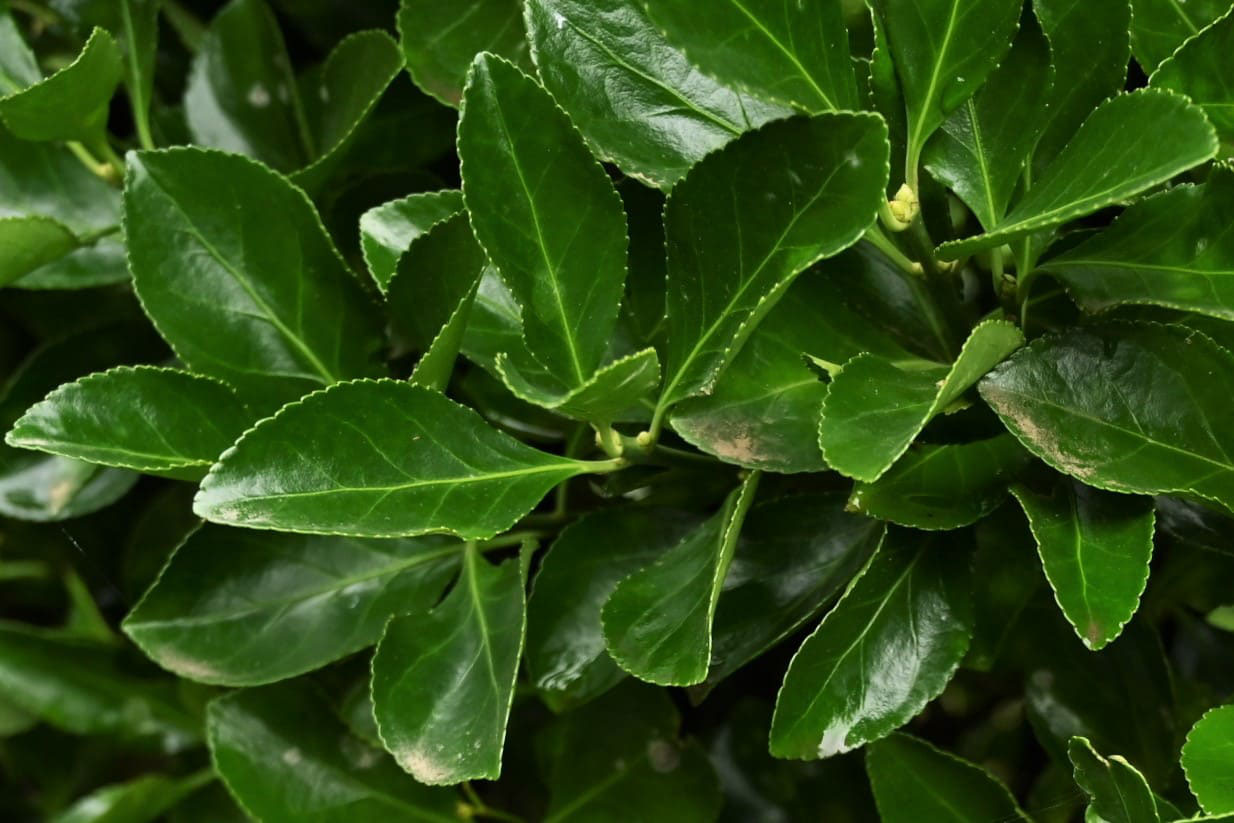 マサキ 庭木図鑑 植木ペディア