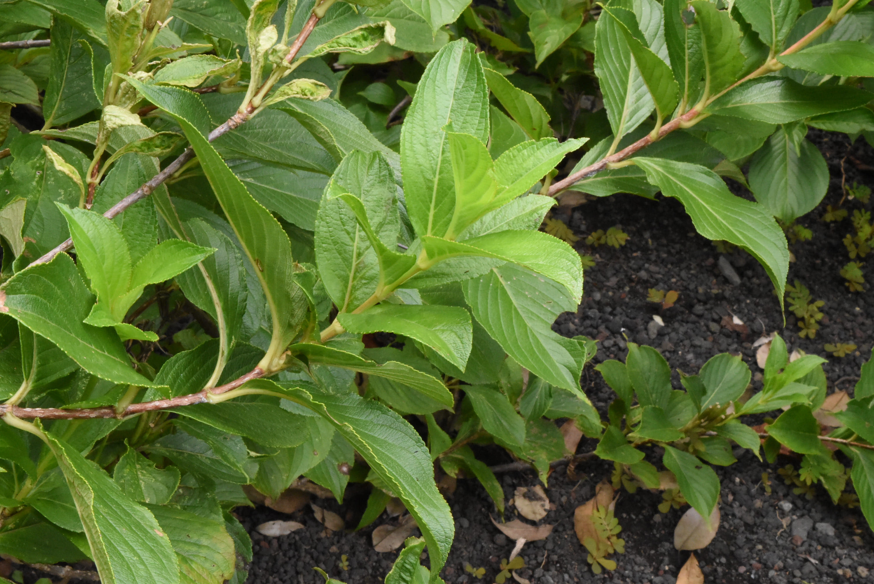 ハコネウツギ 箱根空木 庭木図鑑 植木ペディア ハコネウツギ 箱根空木 庭木図鑑 植木ペディア