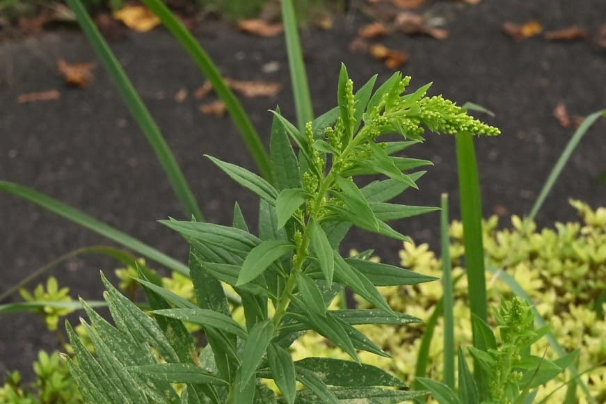 セイタカアワダチソウ 庭木図鑑 植木ペディア