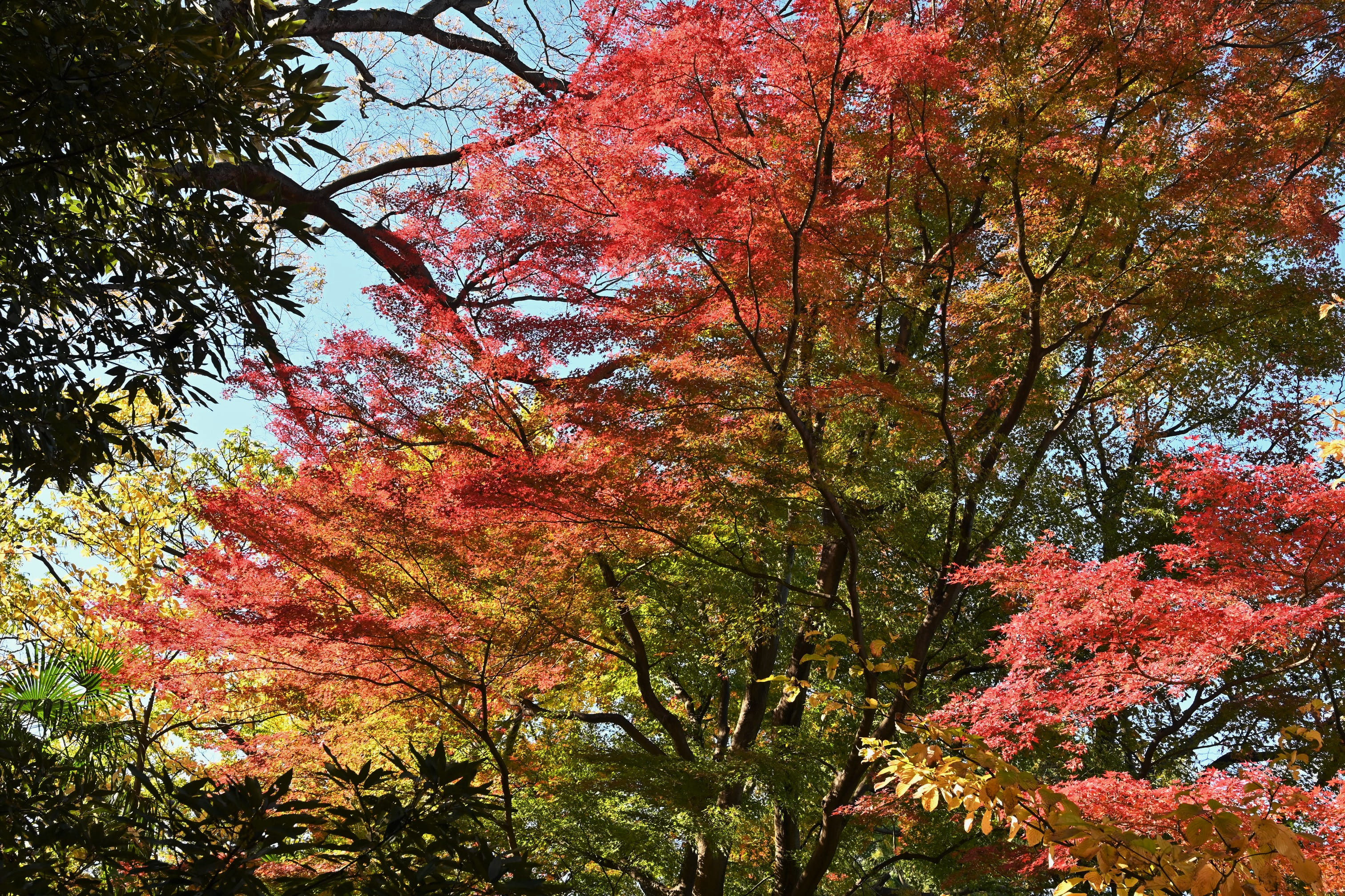 イロハモミジ - 庭木図鑑 植木ペディア