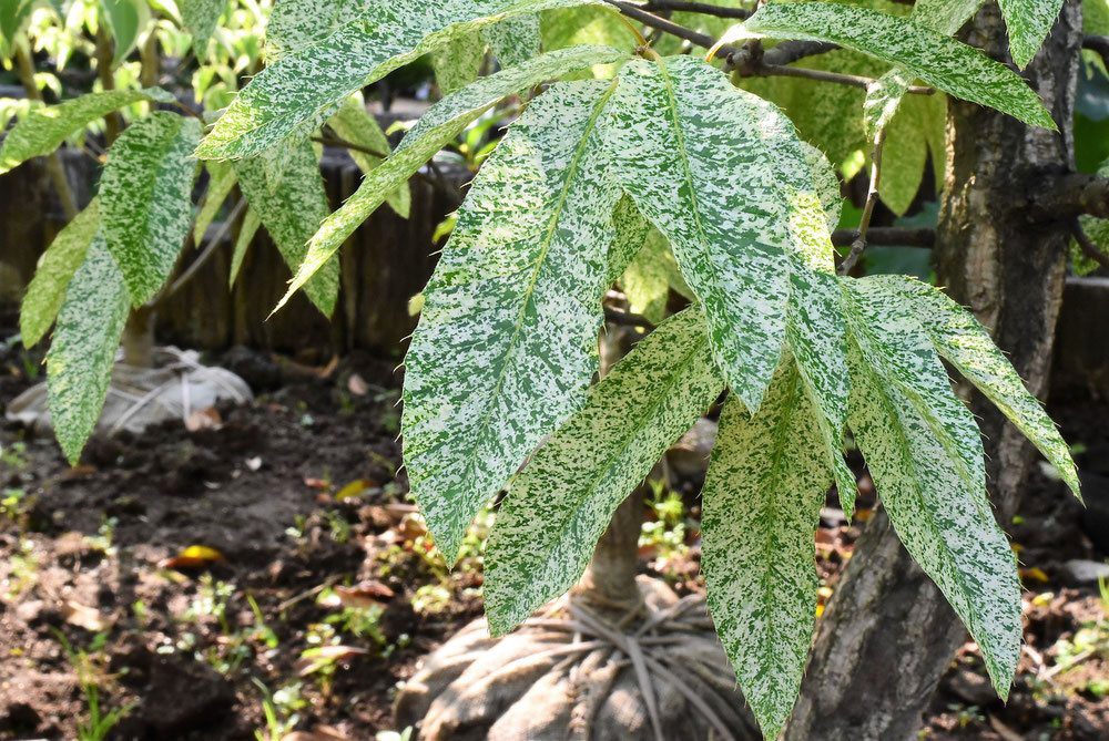 クヌギ 椚 庭木図鑑 植木ペディア クヌギ 椚 庭木図鑑 植木ペディア