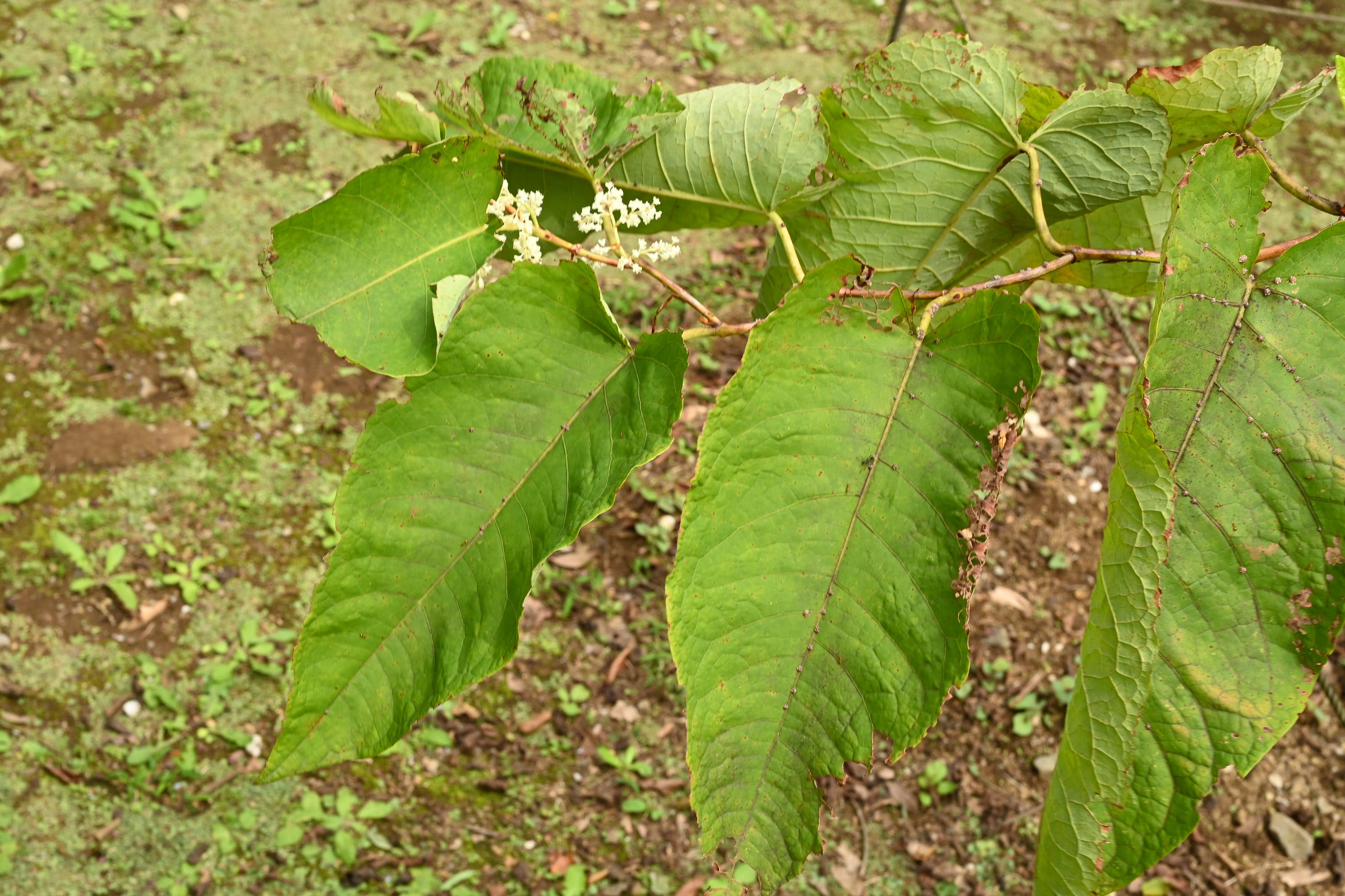 イタドリ 虎杖 庭木図鑑 植木ペディア イタドリ 虎杖 庭木図鑑 植木ペディア