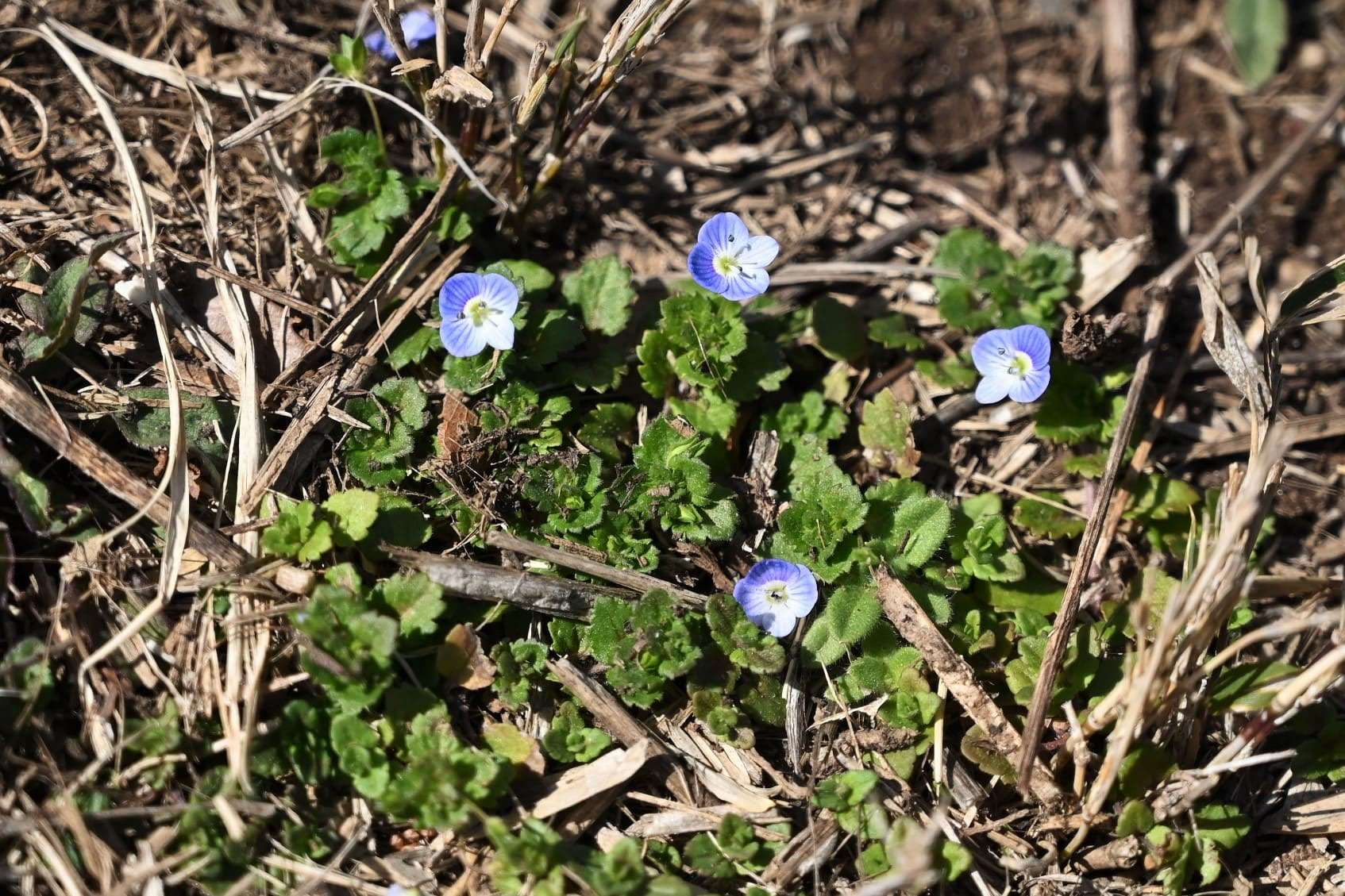 オオイヌノフグリ／おおいぬのふぐり - 庭木図鑑 植木ペディア