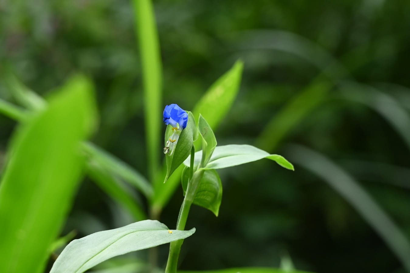 ツユクサ 露草 庭木図鑑 植木ペディア