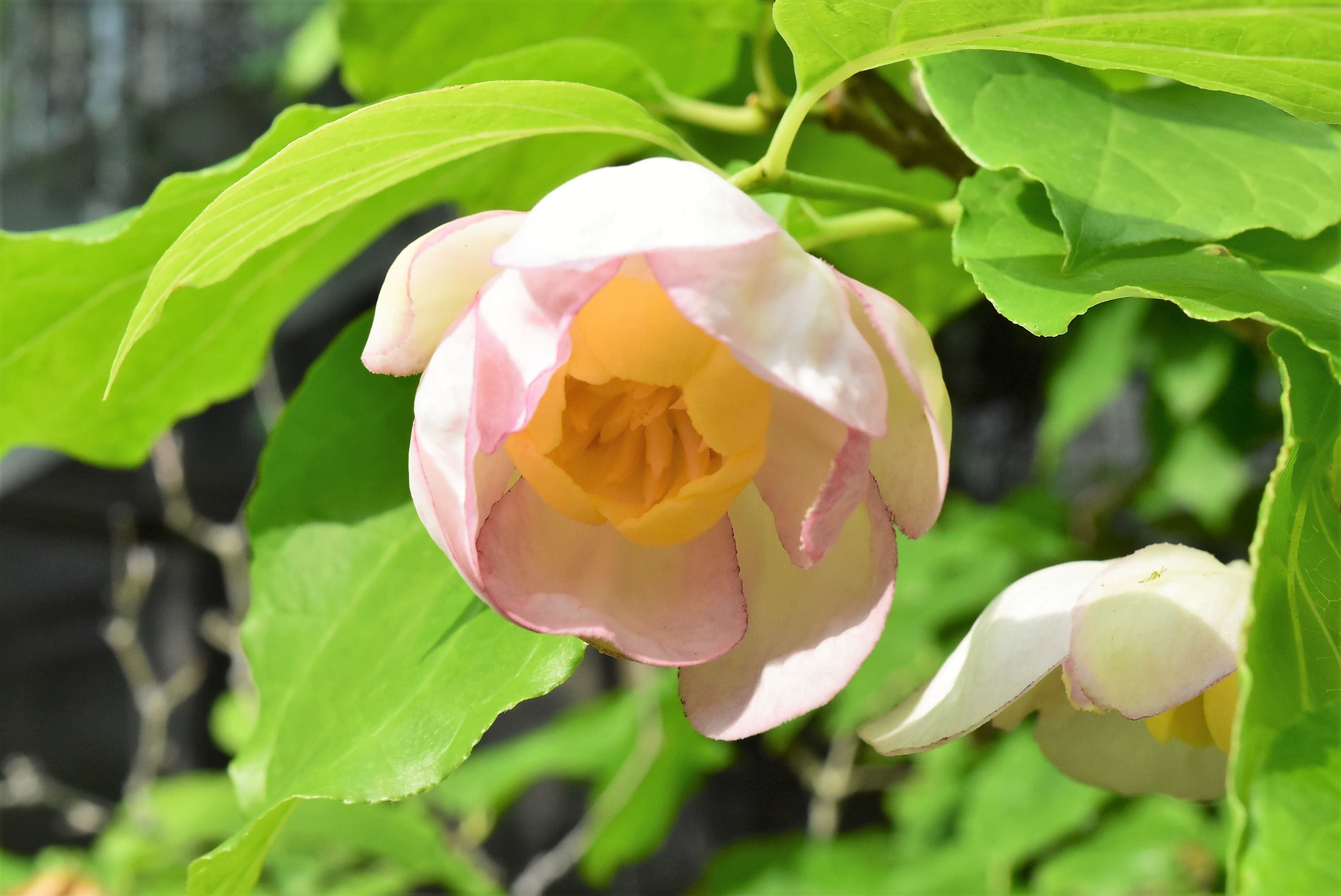 ロウバイ 蝋梅 庭木図鑑 植木ペディア