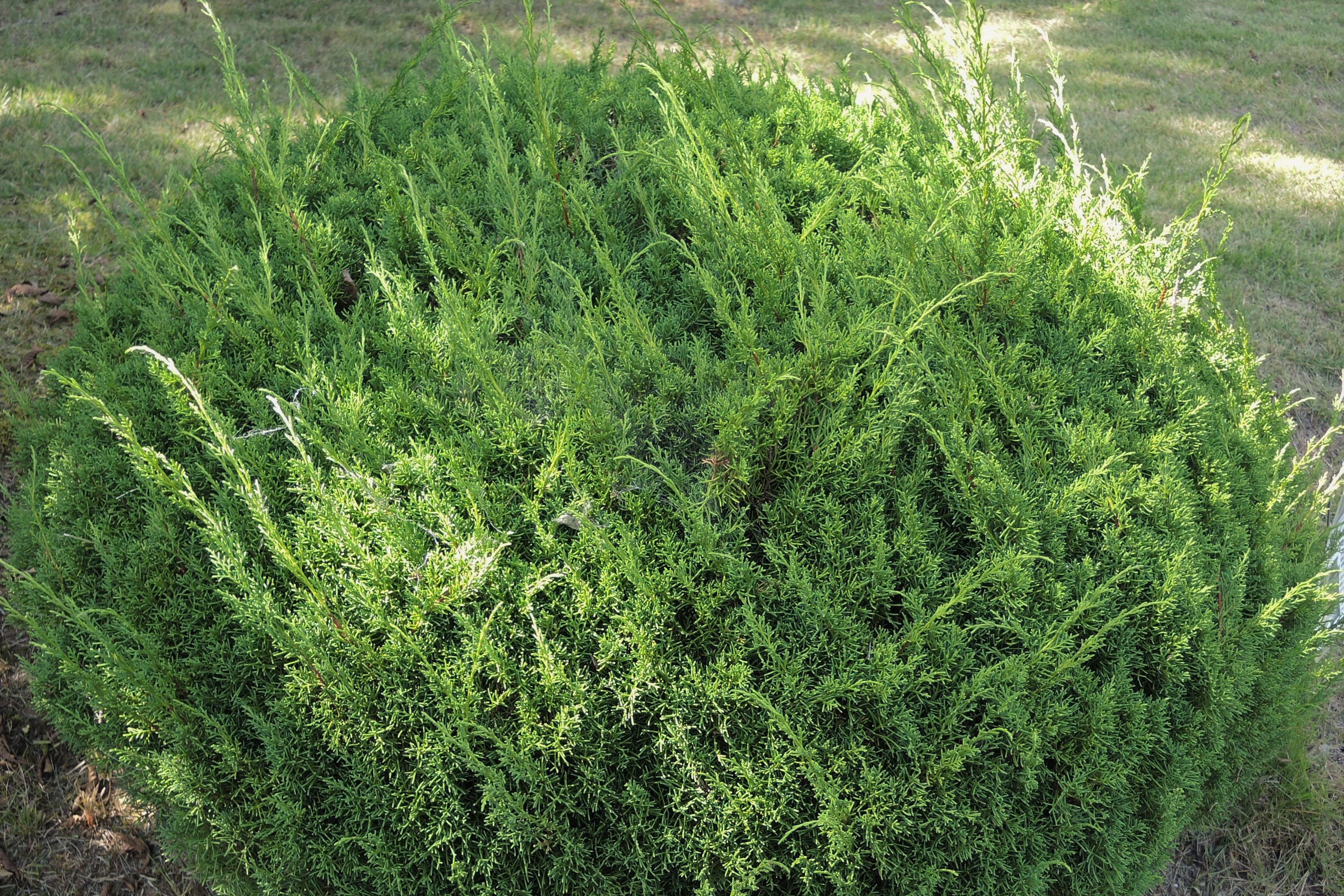 ビャクシン 庭木図鑑 植木ペディア