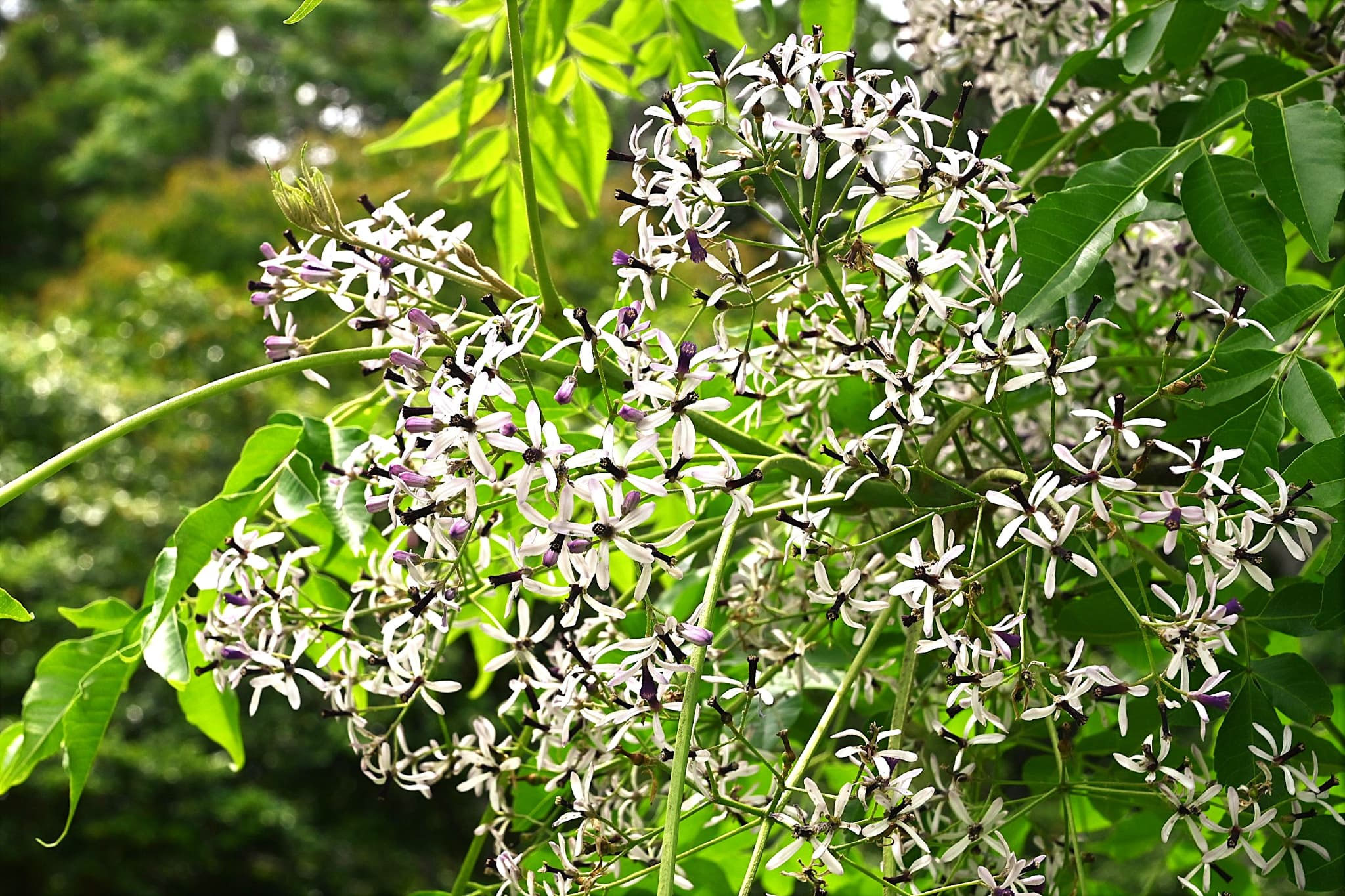 アオダモの種 1000粒以上 シンボルツリーに大人気！我が家のアオダモ8