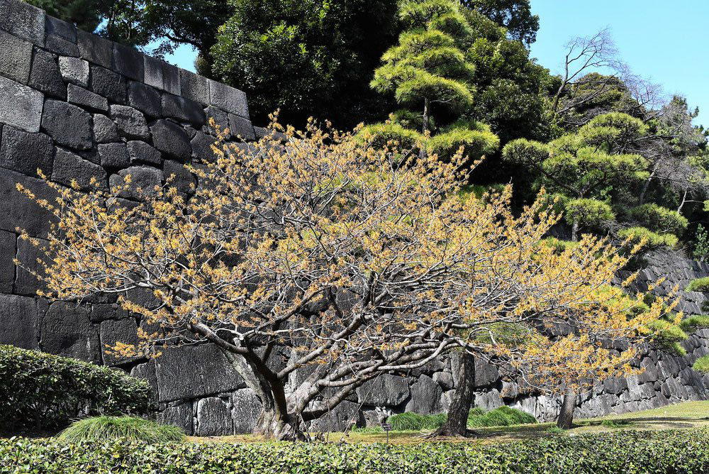 シナマンサク 庭木図鑑 植木ペディア