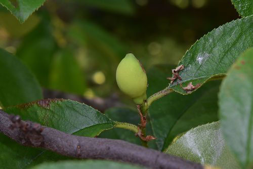 カリン 花梨 庭木図鑑 植木ペディア