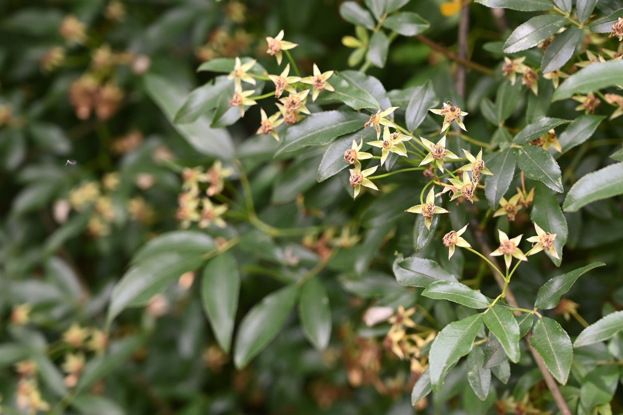 モッコウバラ もっこうばら 木香薔薇 庭木図鑑 植木ペディア