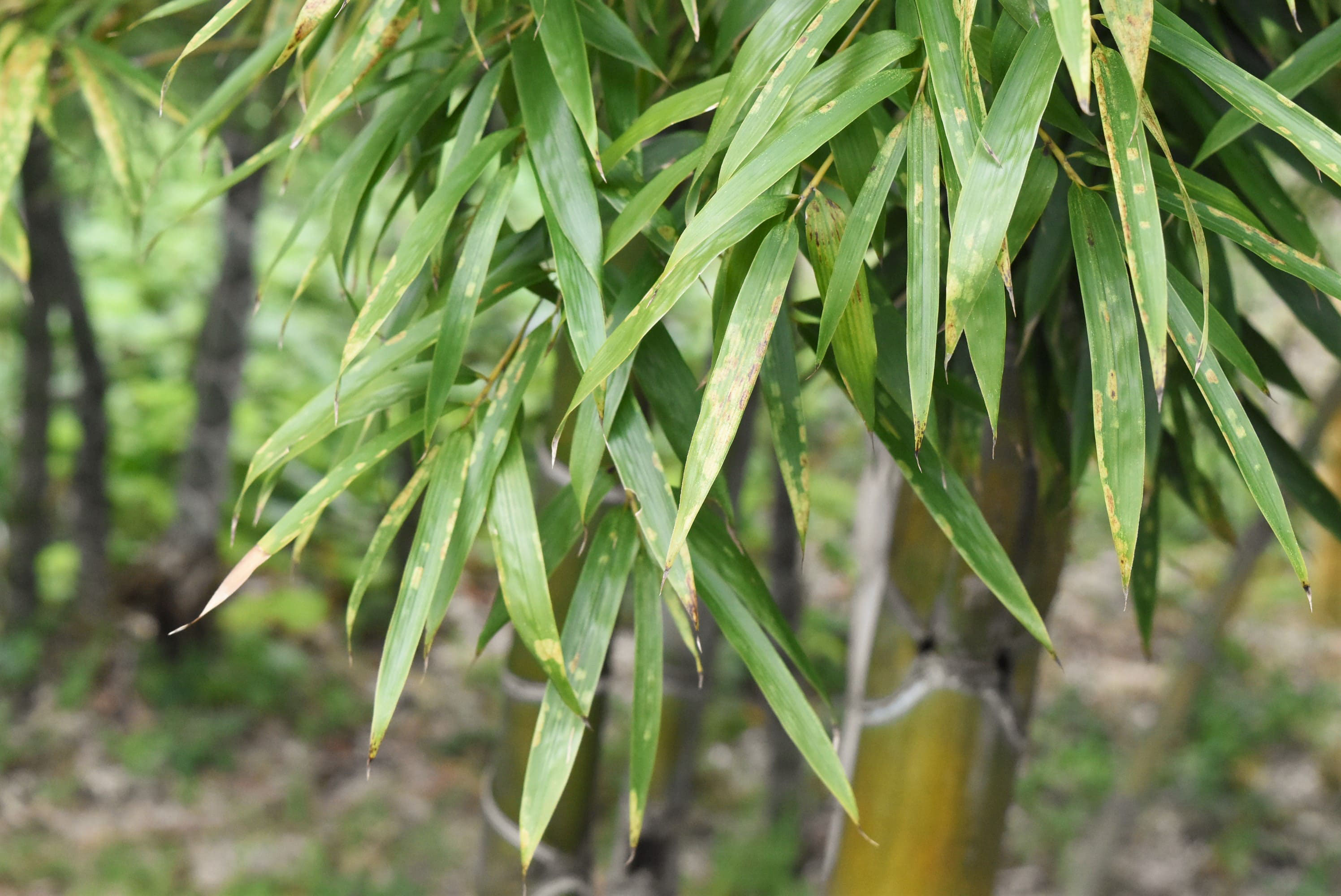 キッコウチク - 庭木図鑑 植木ペディア キッコウチク - 庭木図鑑 植木ペディア