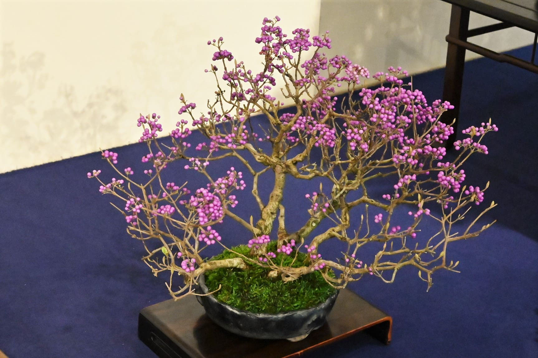 盆栽　紫式部　樹高45cm 盆栽 紫式部 樹高45cm