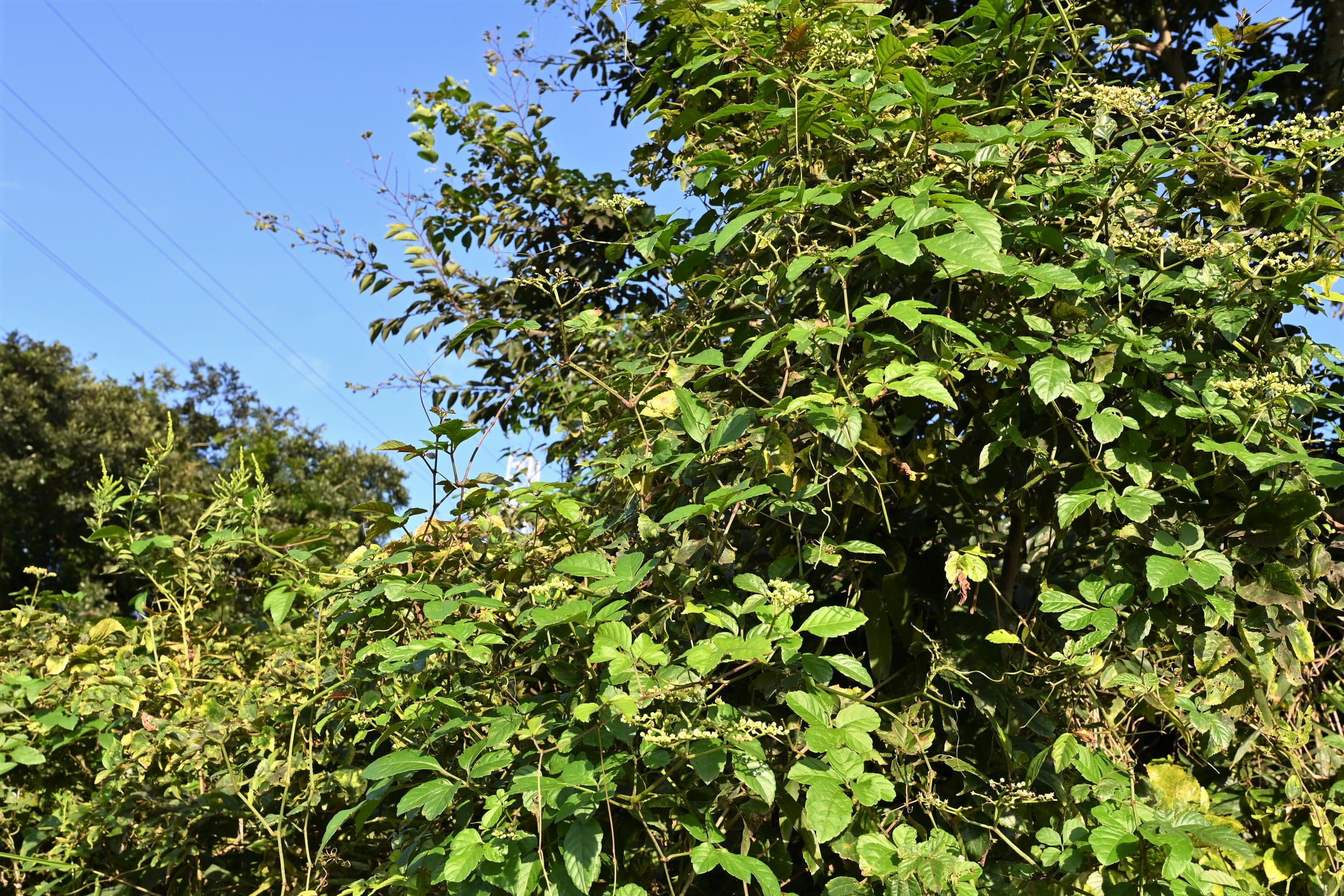 ヤブガラシ やぶがらし 藪枯 庭木図鑑 植木ペディア ヤブガラシ やぶがらし 藪枯 庭木図鑑 植木ペディア