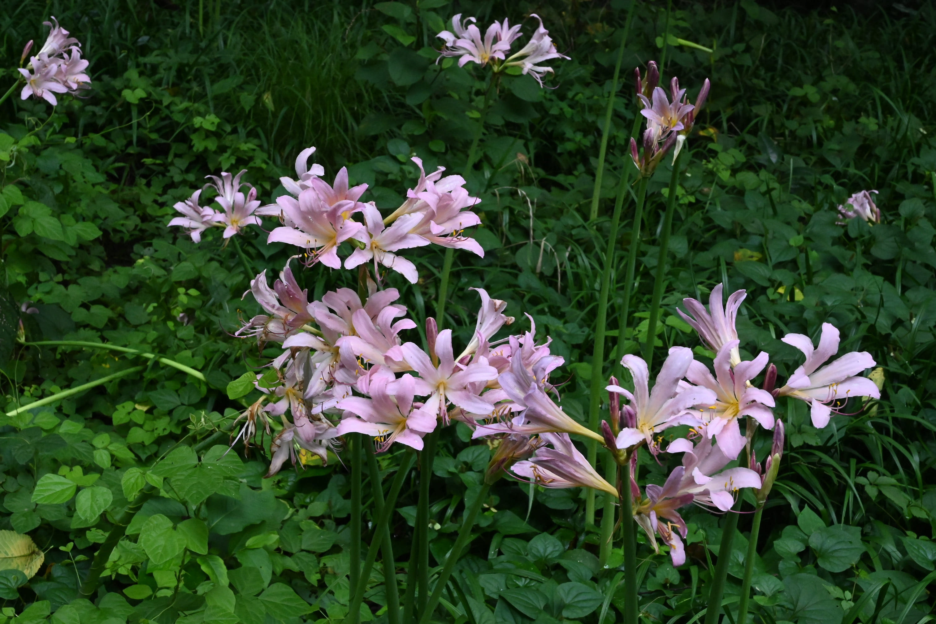 ナツズイセン／なつずいせん／夏水仙 - 庭木図鑑 植木ペディア