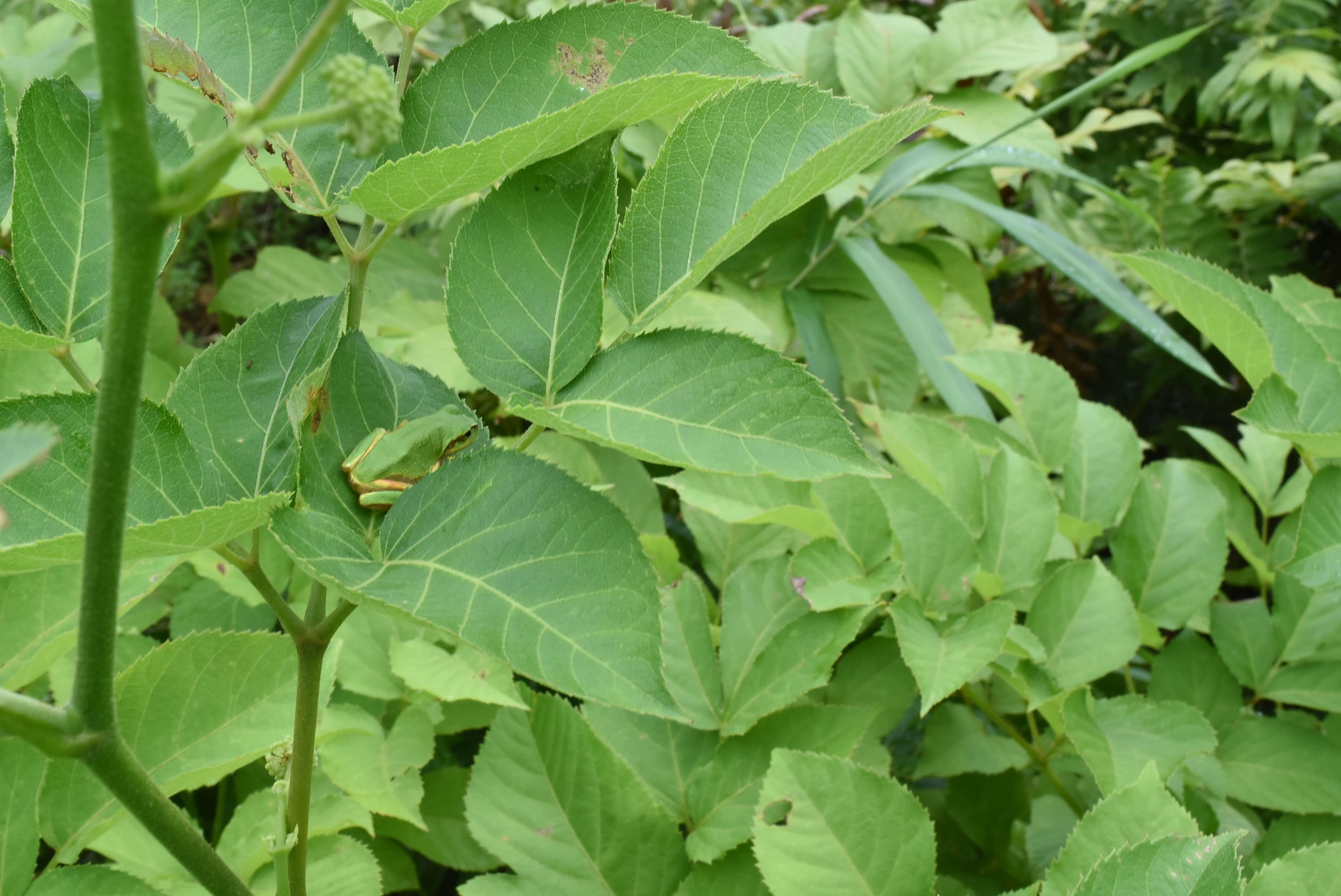 山採り　ツノハシバミ 山採りツノハシバミ