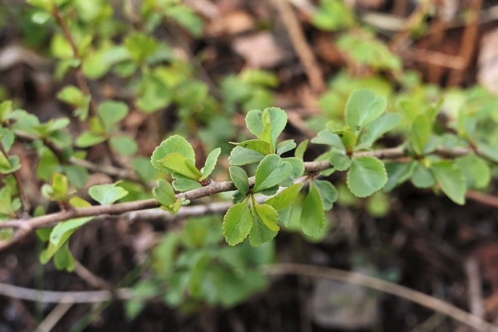 クサボケ 草木瓜 庭木図鑑 植木ペディア クサボケ 草木瓜 庭木図鑑 植木ペディア