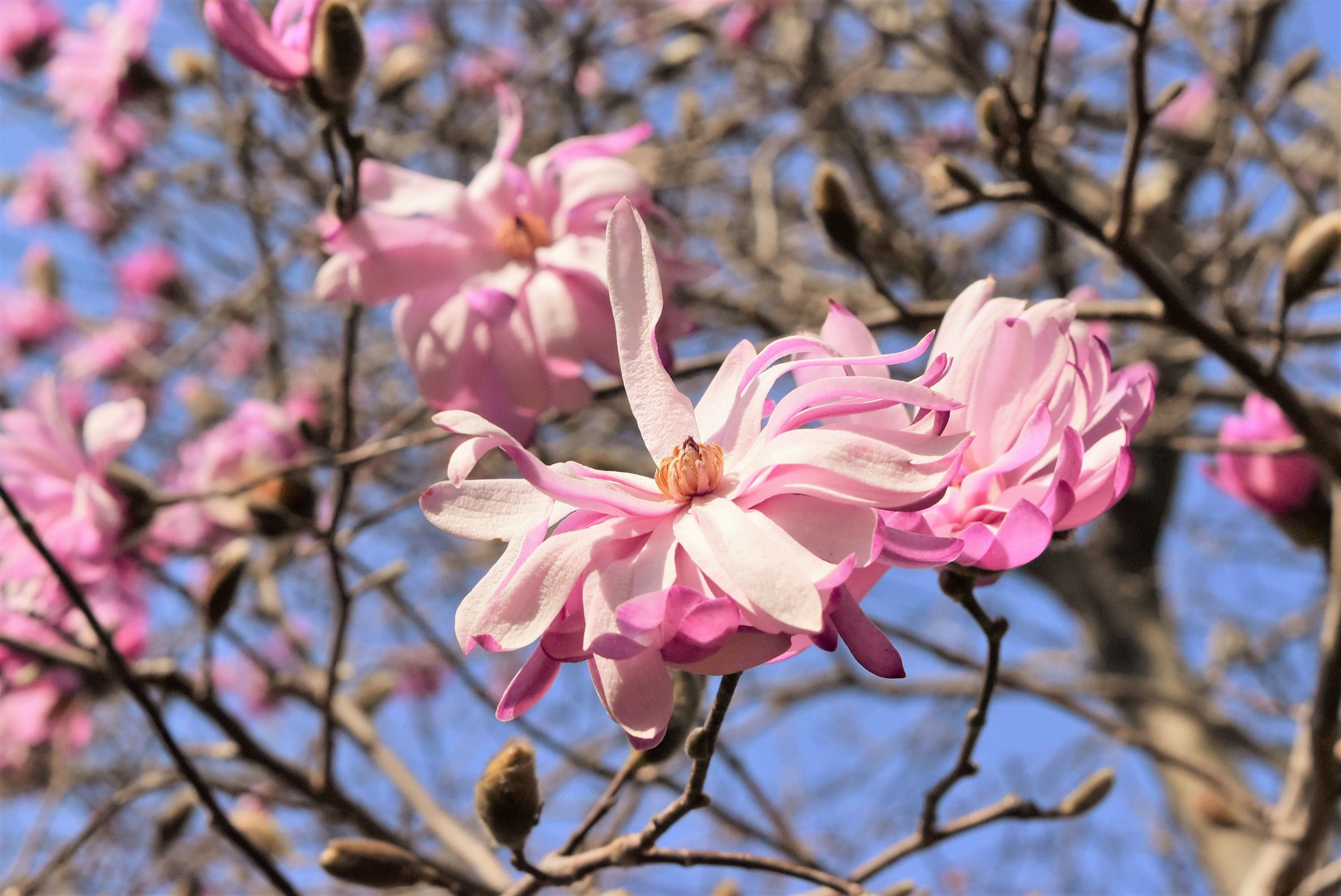 こぶし 花 画像 175128コブシ 花 画像 Apictnyohwlsa こぶし 花 画像 175128コブシ 花 画像 Apictnyohwlsa