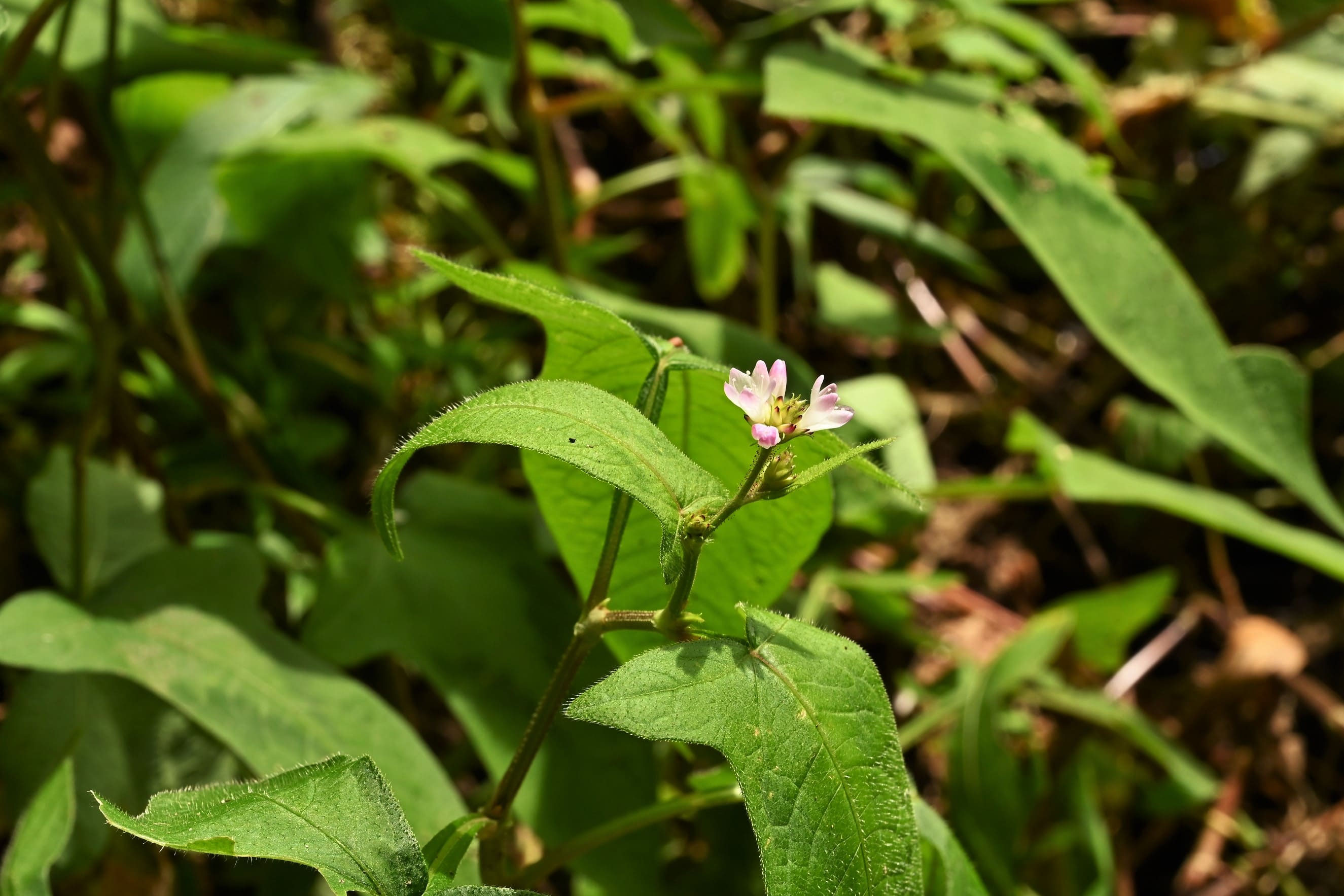 ミゾソバ みぞそば 溝蕎麦 庭木図鑑 植木ペディア ミゾソバ みぞそば 溝蕎麦 庭木図鑑 植木ペディア