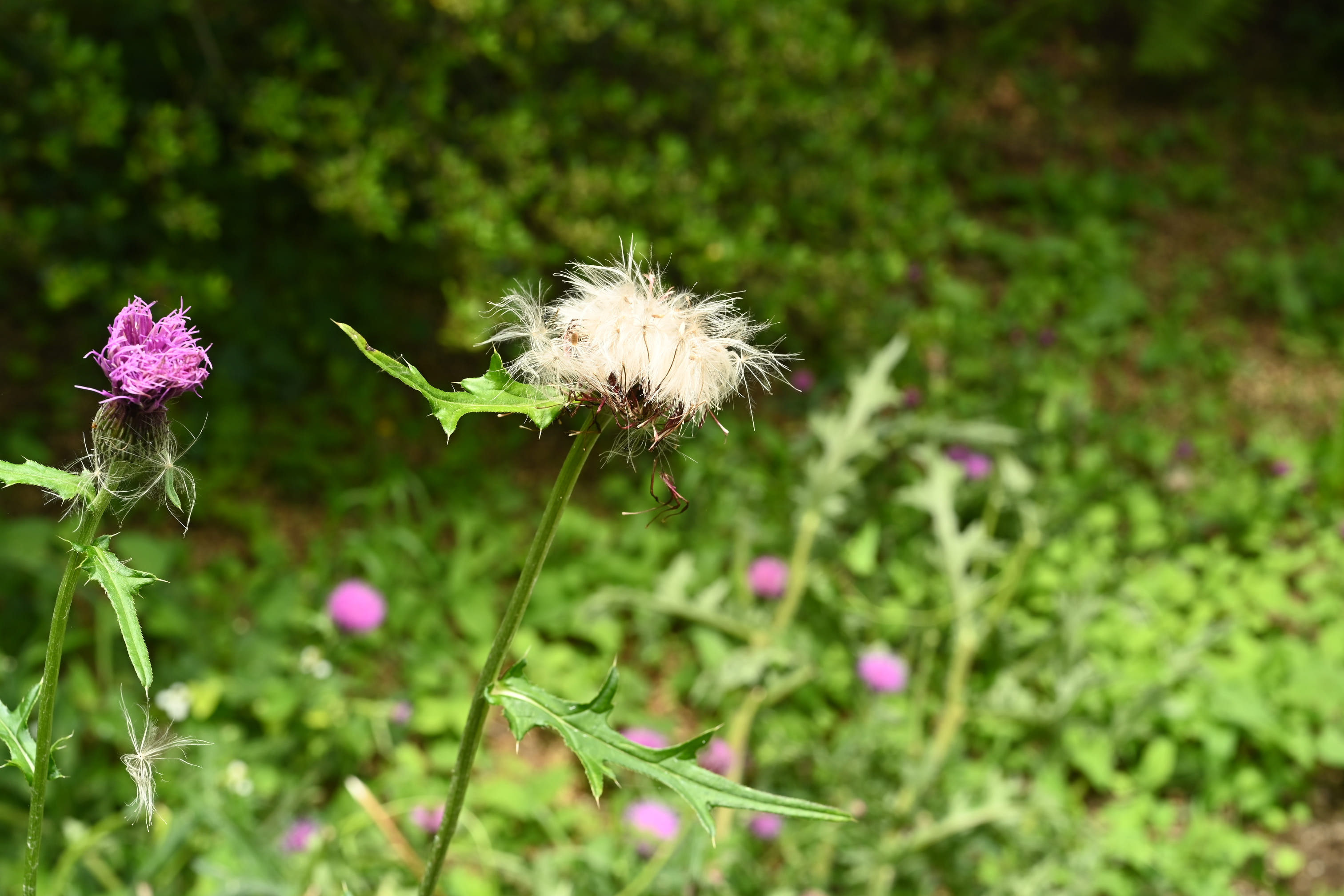 ノアザミ のあざみ 野薊 庭木図鑑 植木ペディア