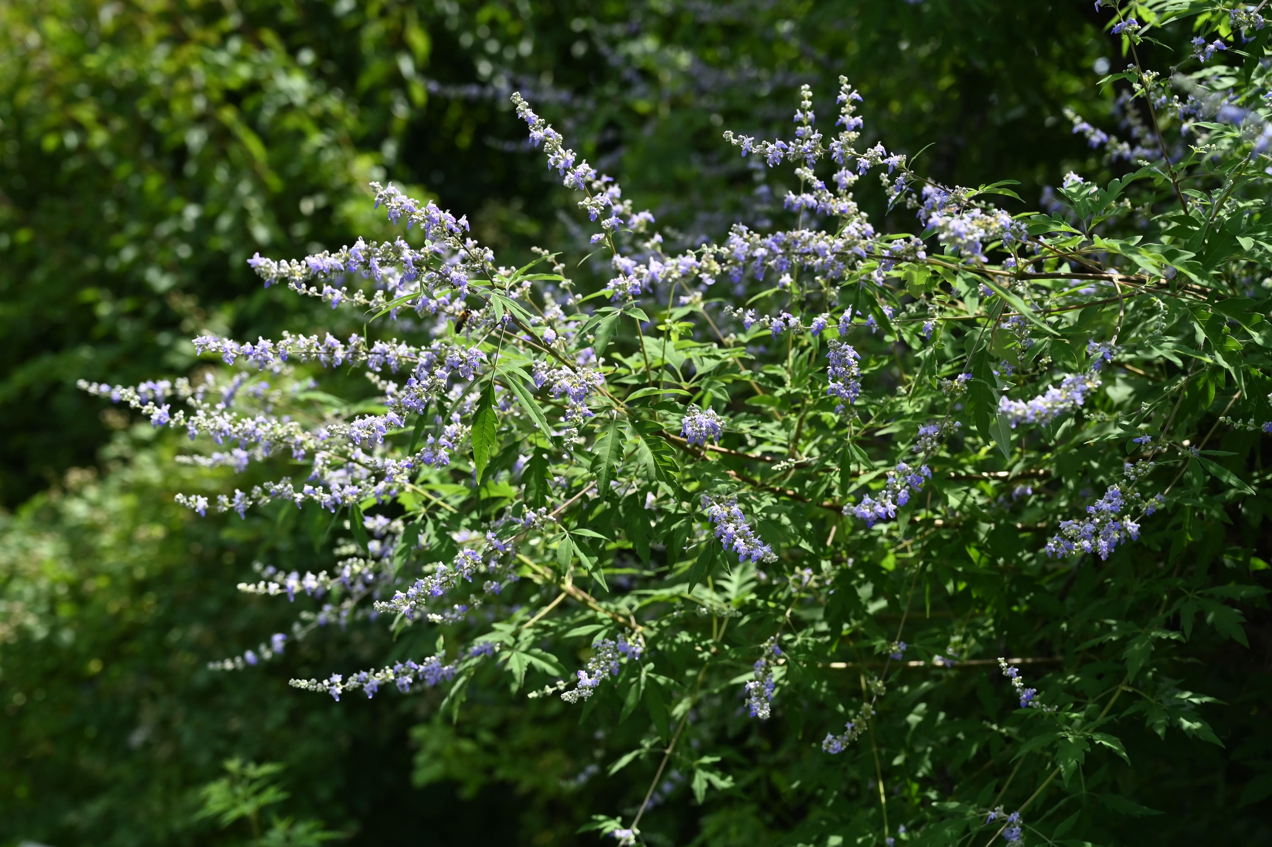 ニンジンボク／にんじんぼく／人参木 - 庭木図鑑 植木ペディア