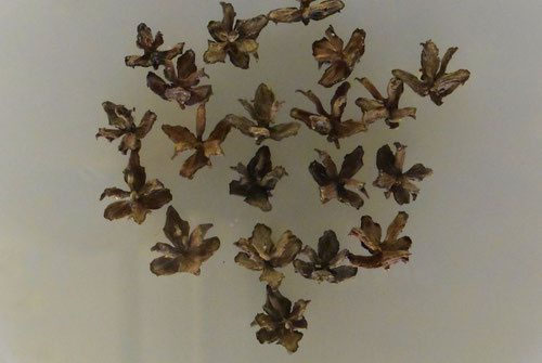 ニオイヒバ（匂檜葉） - 庭木図鑑 植木ペディア