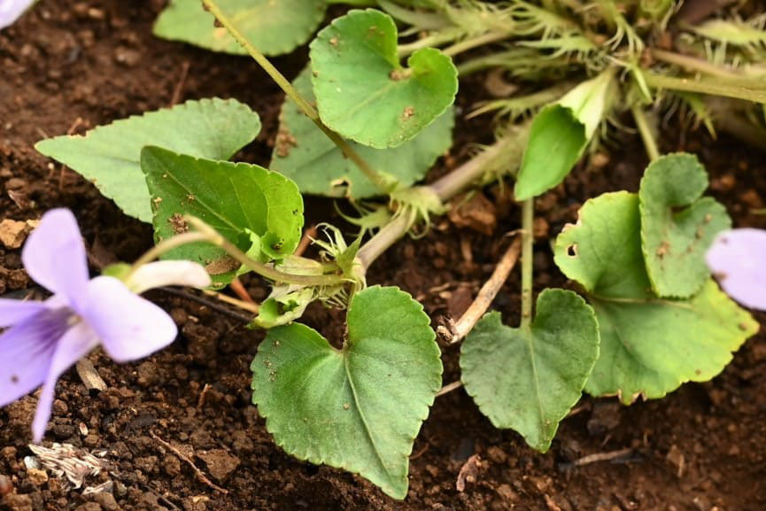 タチツボスミレ 庭木図鑑 植木ペディア