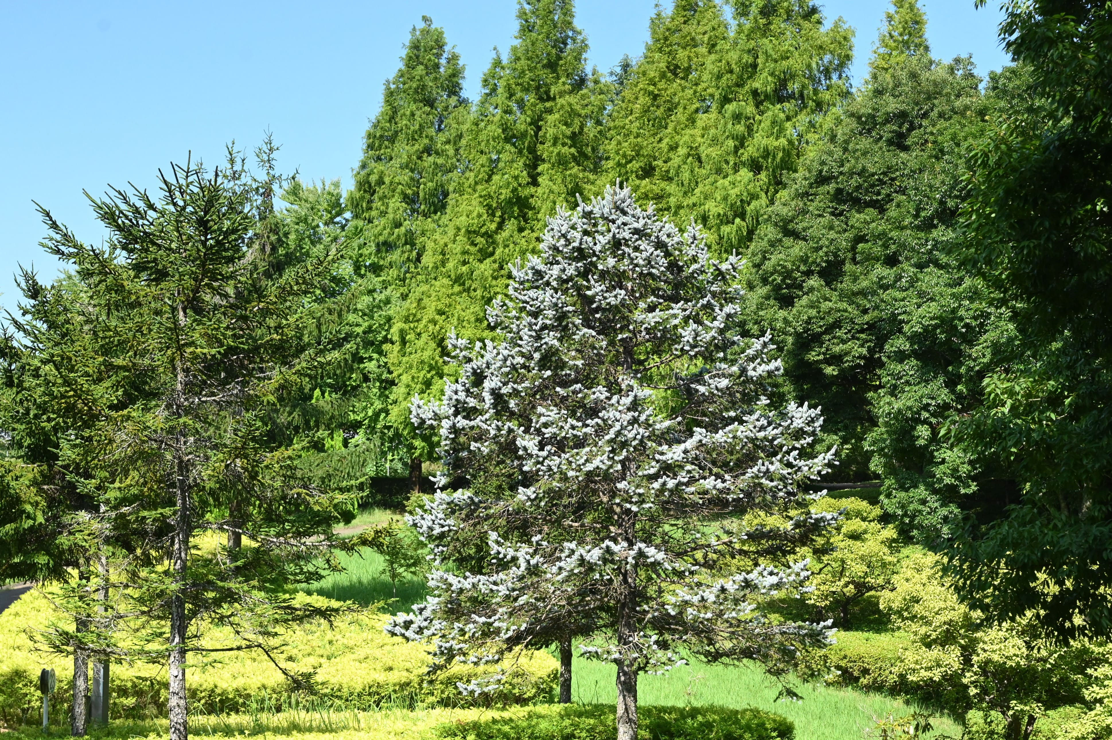 プンゲンストウヒ - 庭木図鑑 植木ペディア