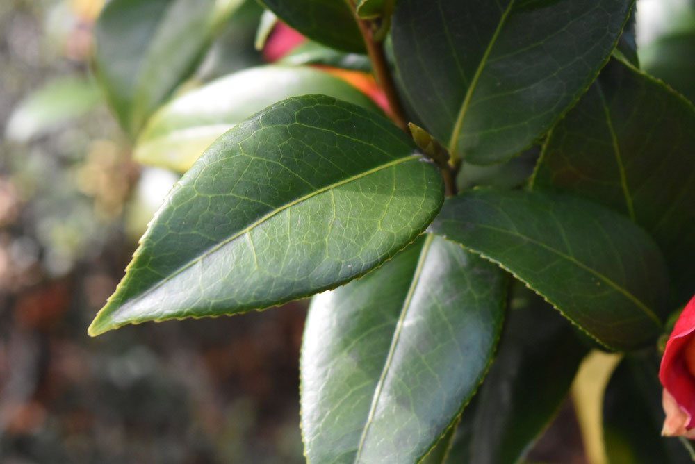 雪椿です imgrc0106822873.jpg