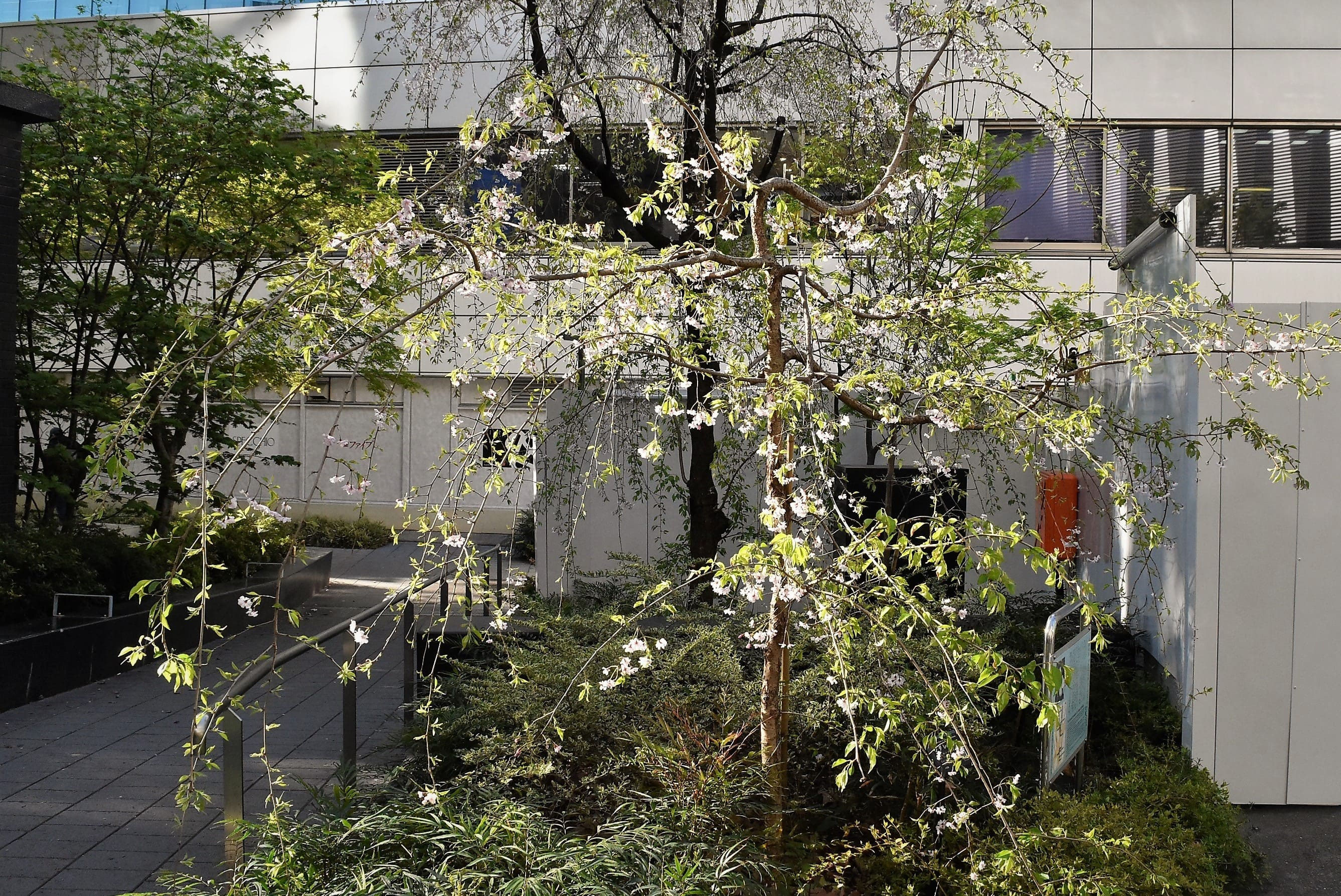 Blackdesign シダレ桜 シダレザクラ