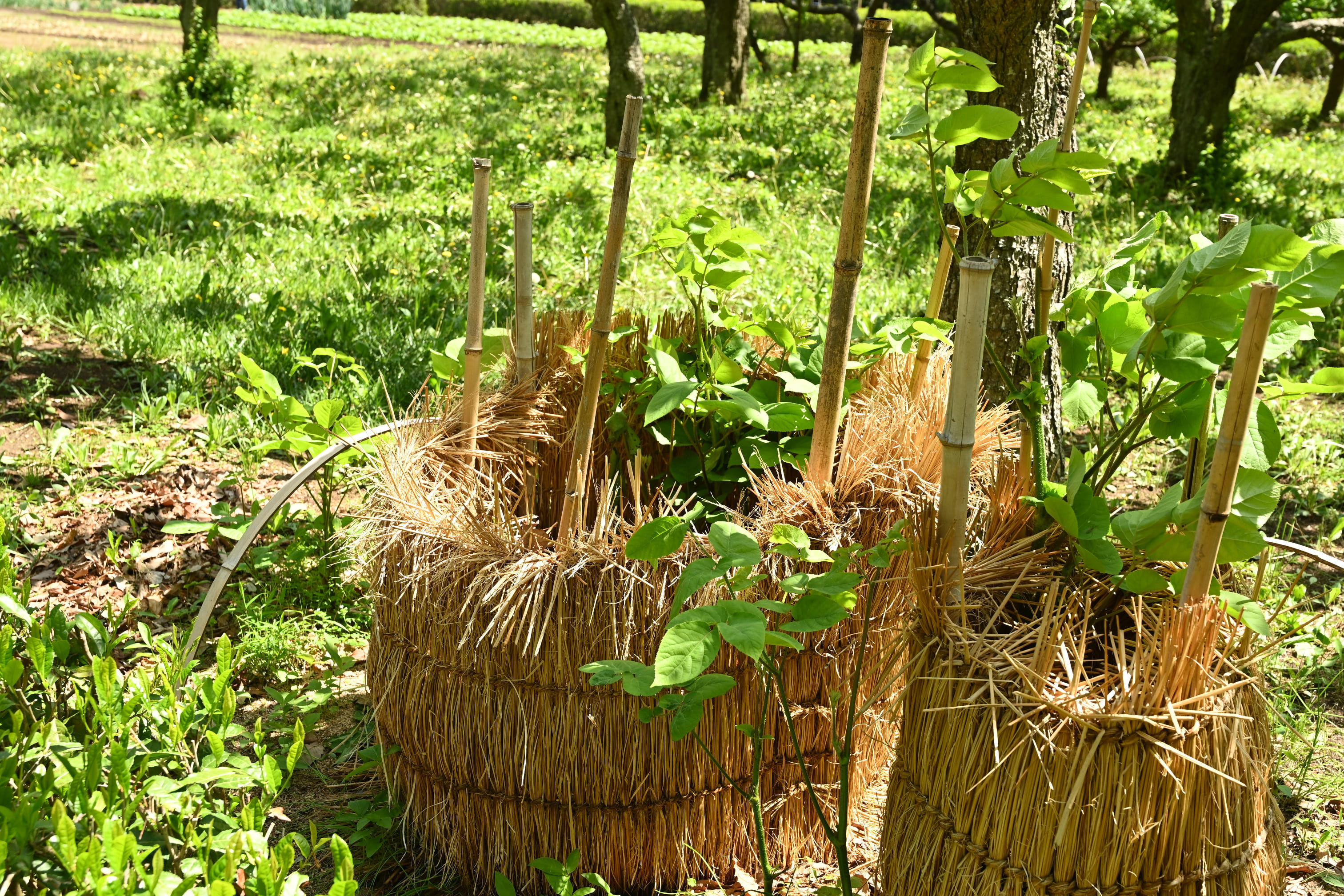ウド(独活) - 庭木図鑑 植木ペディア ウド(独活) - 庭木図鑑 植木ペディア
