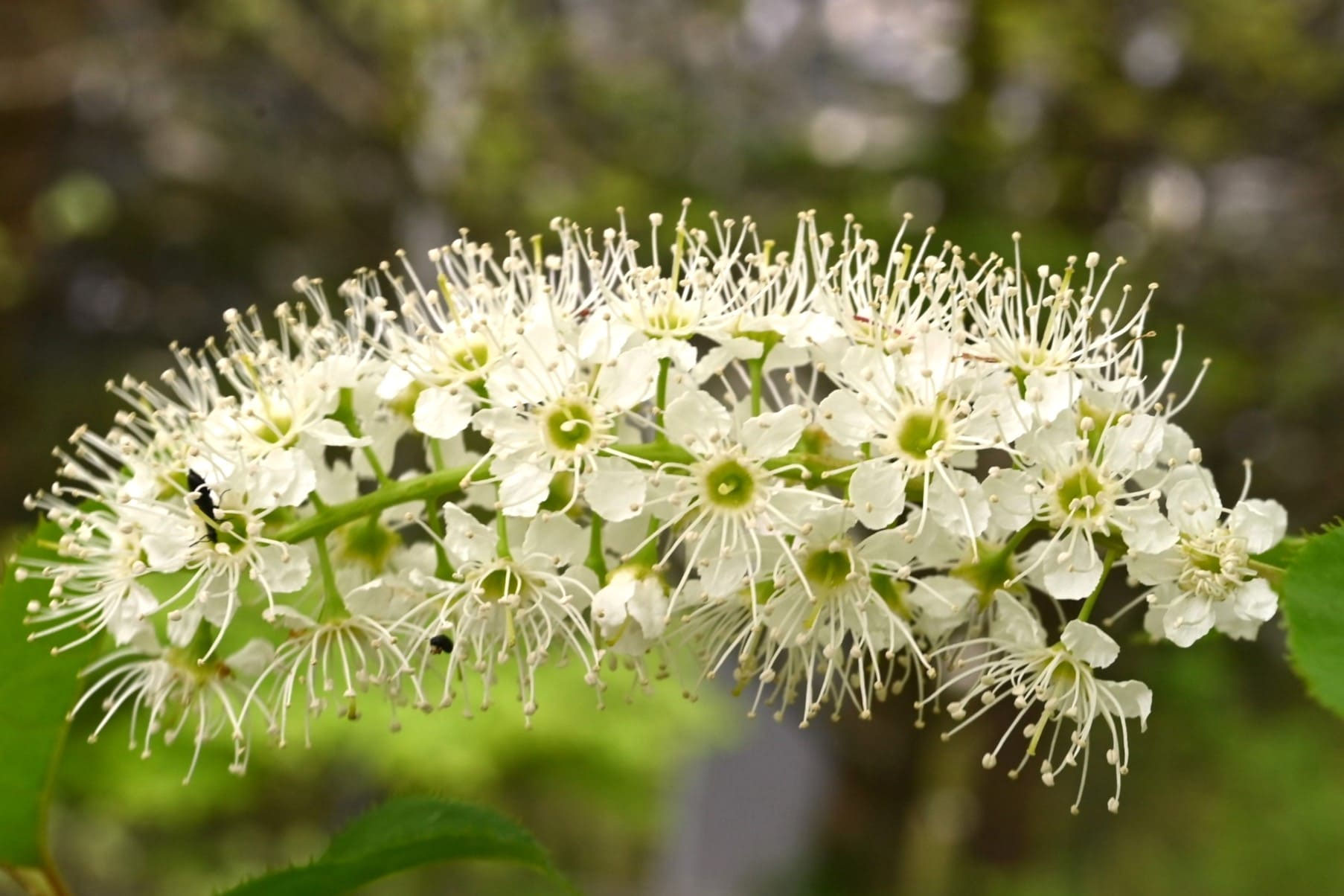 ウワミズザクラ（上溝桜） - 庭木図鑑 植木ペディア